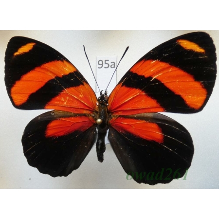 Callicore cynosura (Doubleday & Hewitson, 1847 Peru95a
